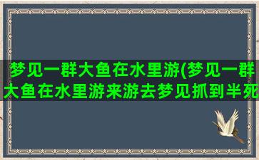 梦见一群大鱼在水里游(梦见一群大鱼在水里游来游去梦见抓到半死不活的大鱼)